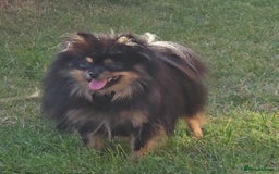 Pomeranian dogs for sale: beautiful pomeranian bitch - Image 2