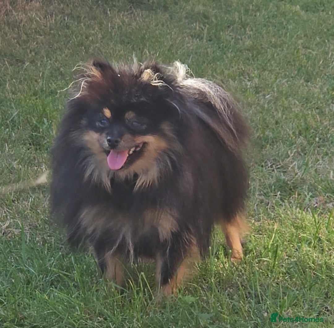 Pomeranian dogs for sale: beautiful pomeranian bitch - Image 2