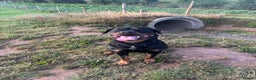 Rottweiler dogs for sale: Rottweiler for Adoption – Experienced Home Only - Advert 3