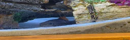 Plecos fish for sale: 2x plecos and a red tip shark in Ashford - Advert 2