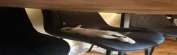 Mixed Breed cats for sale: Unique Female Kitten - Fully Vaccinated & Chipped  - Advert 3