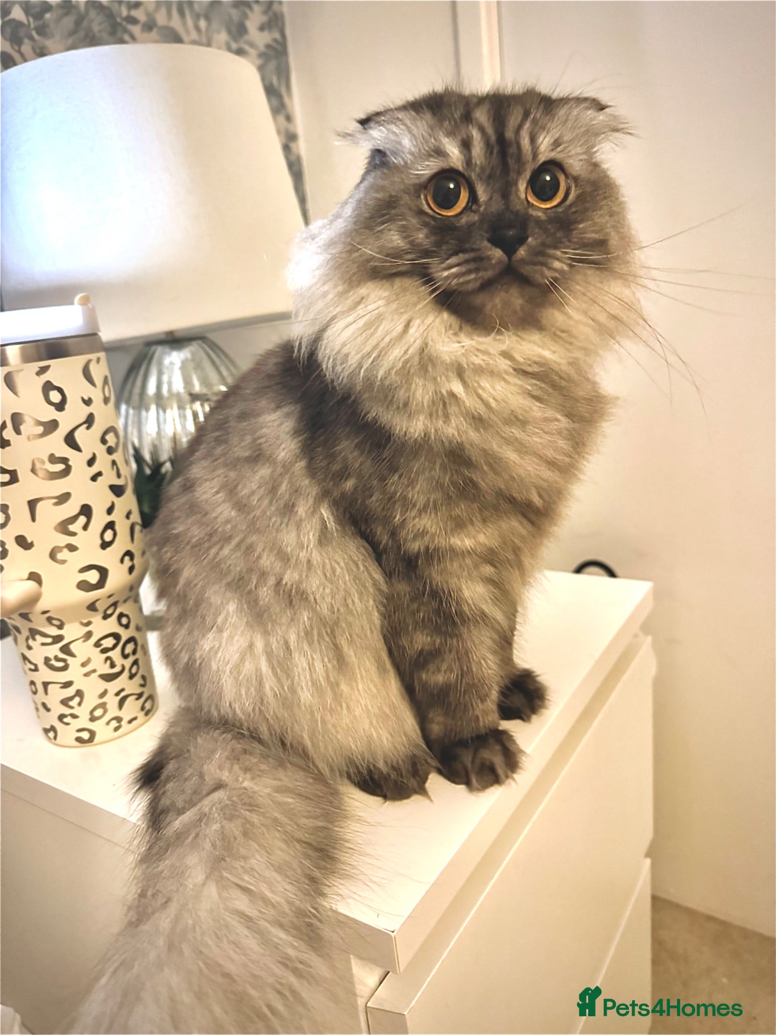 British Shorthair cats Beautiful fluffy show class kittens - Advert 2