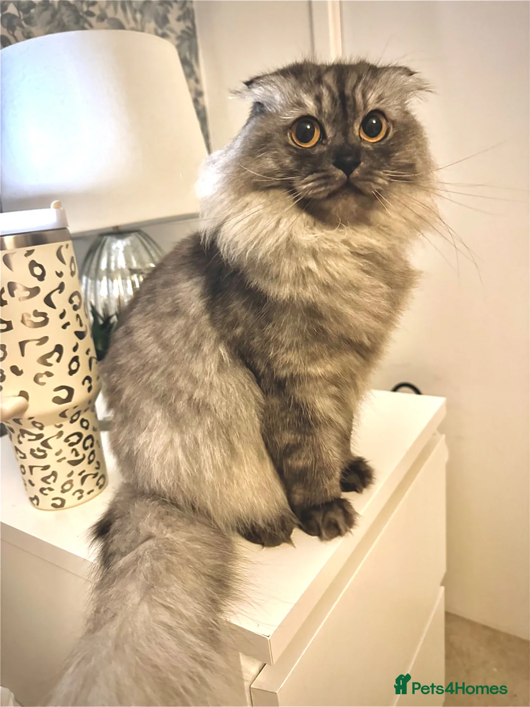 British Shorthair cats for sale: Beautiful fluffy show class kittens - Advert 2
