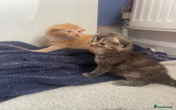 Mixed Breed cats for sale: Beautiful kittens  - Image 20