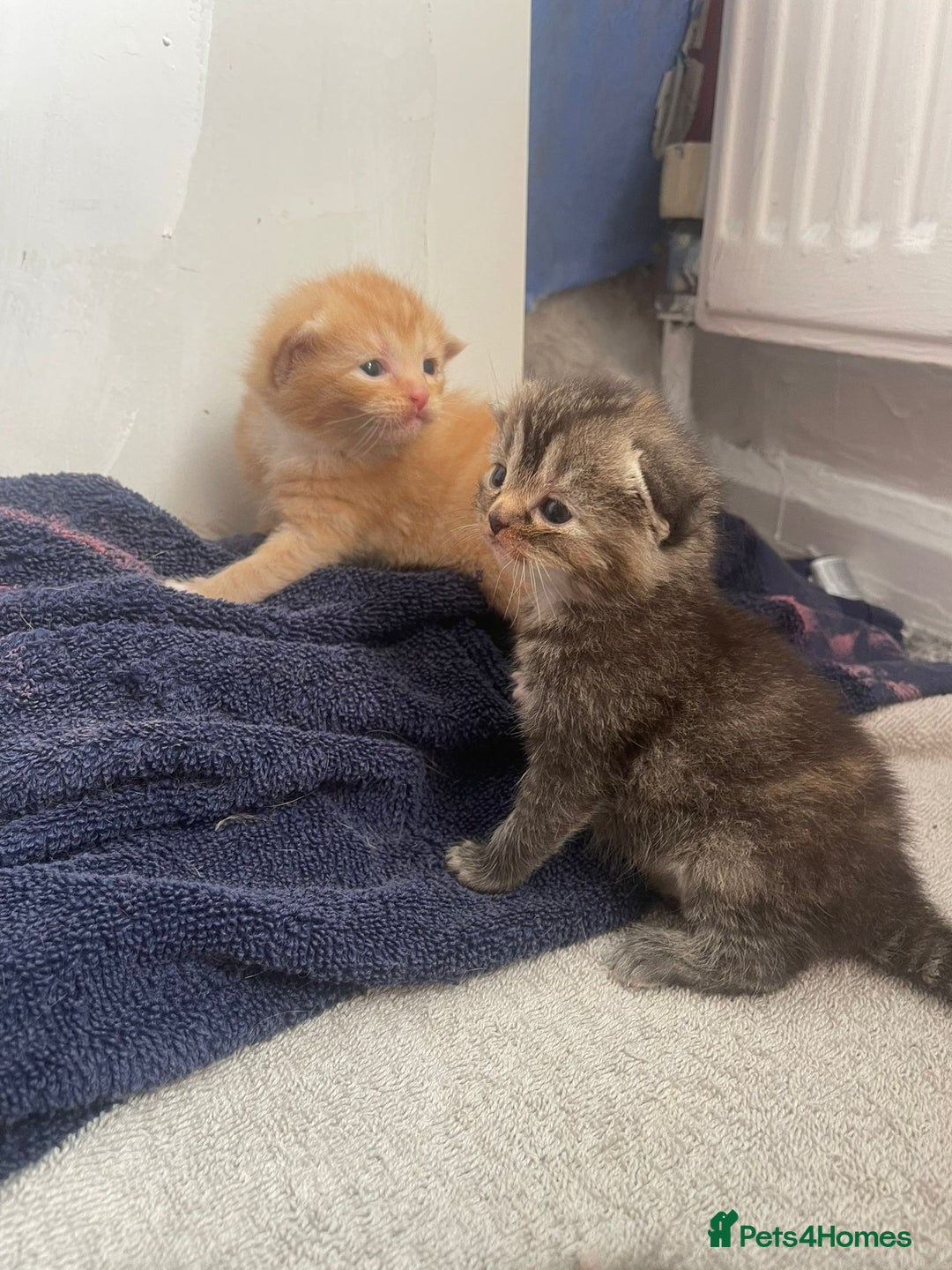 Mixed Breed cats for sale: Beautiful kittens  - Image 20