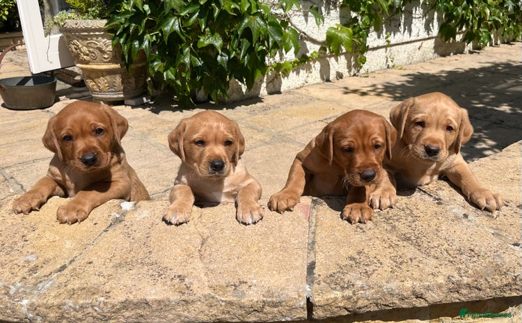 Labrador Retriever dogs - Advert 4