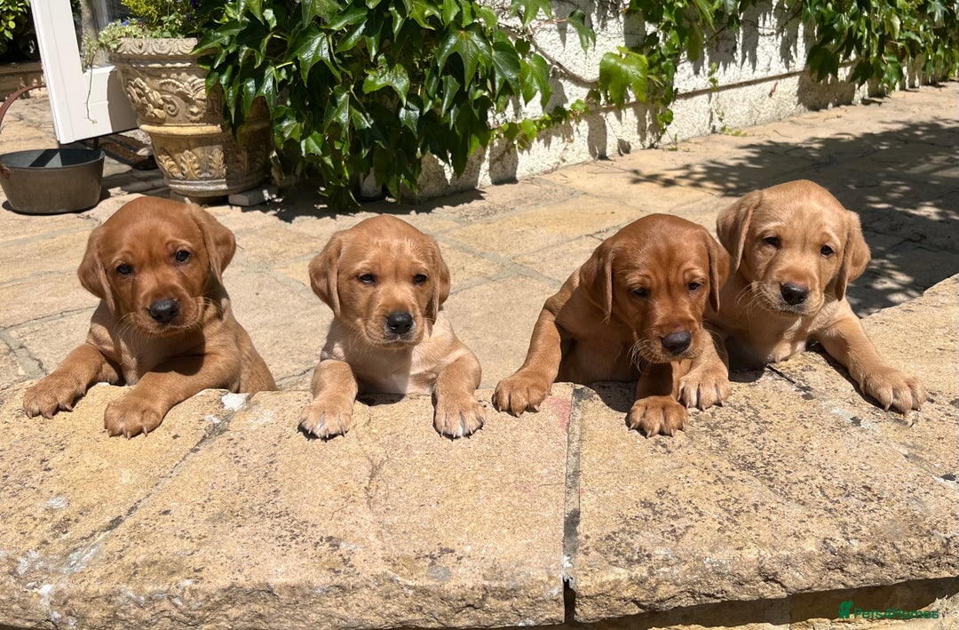 Labrador Retriever dogs for sale: Beautiful KC Reg Yellow/Fox Red Labrador puppies - Image 1