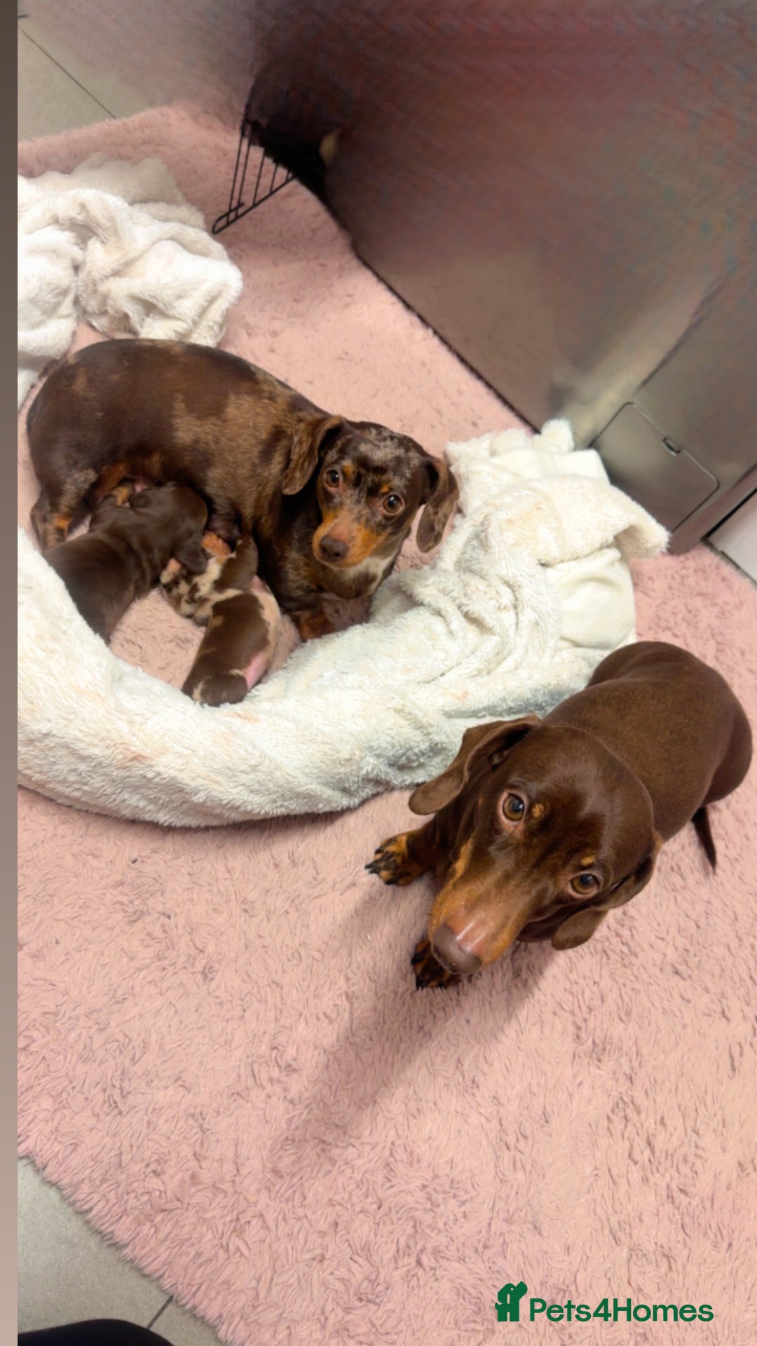 Miniature Dachshund dogs for sale: Miniature Dachshund  - Advert 2