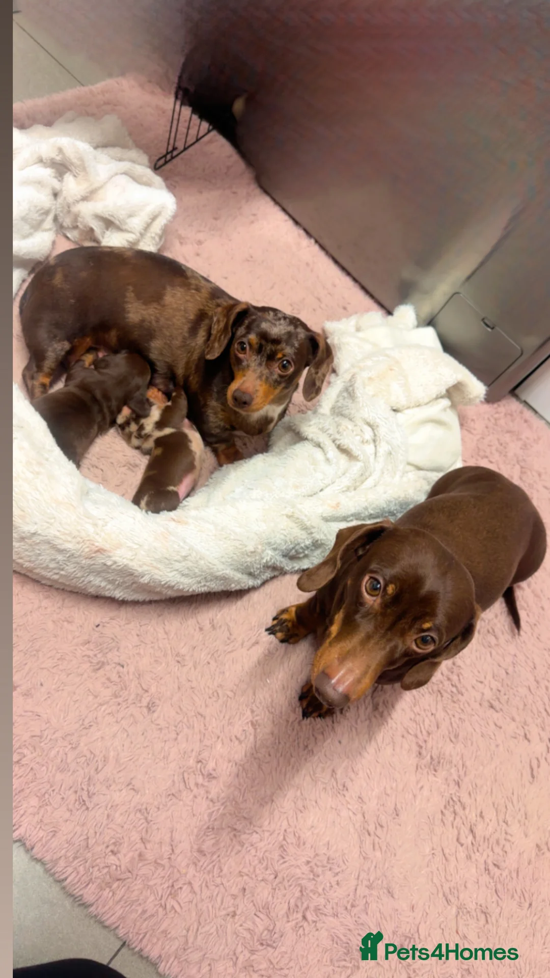 Miniature Dachshund dogs for sale: Miniature Dachshund  - Advert 2