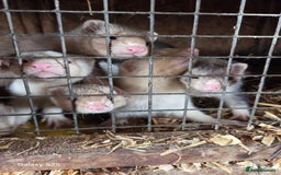 Ferret rodents for sale: 9 Ferrets for sale - Image 8