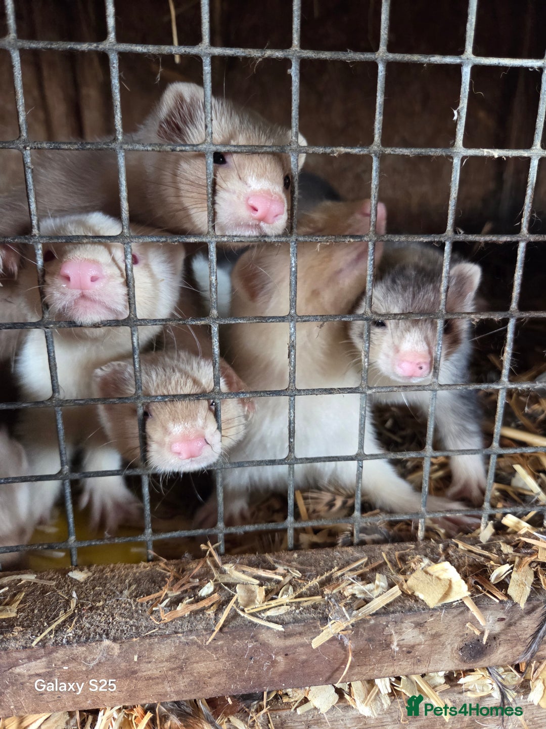 Ferret rodents for sale: 9 Ferrets for sale - Image 8
