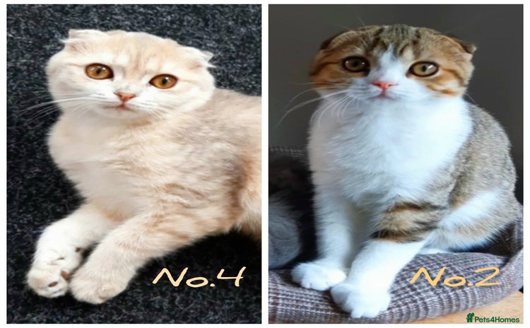 Scottish Fold cats - Advert 9