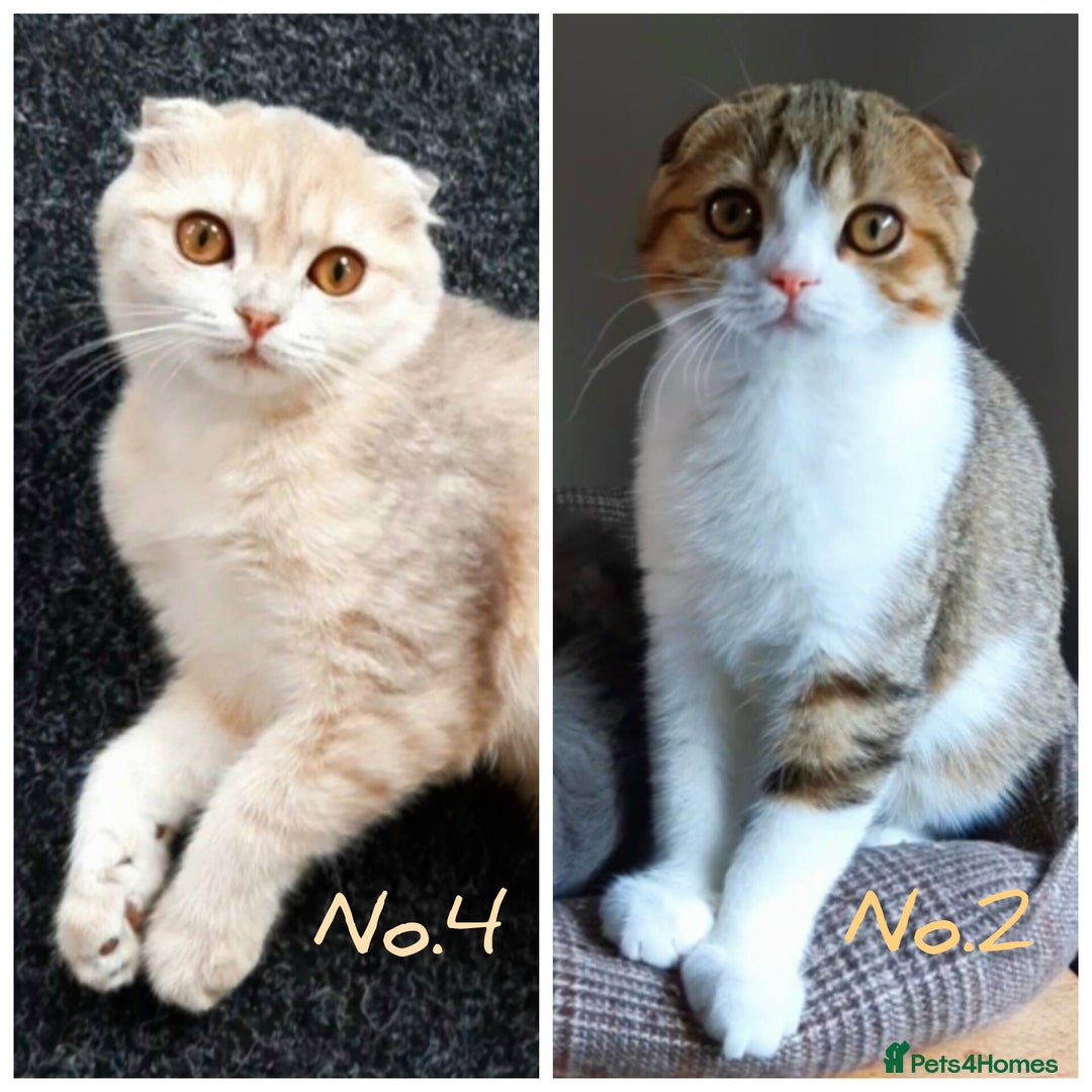 Scottish Fold cats for sale: TICA Registered Scottish Fold Two Spayed Kittens  - Image 1