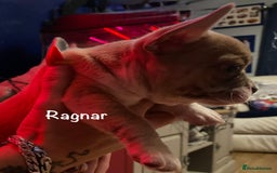 Mixed Breed dogs for sale: Adorable French Bulldog x Chihuahua Male Puppies - Image 5