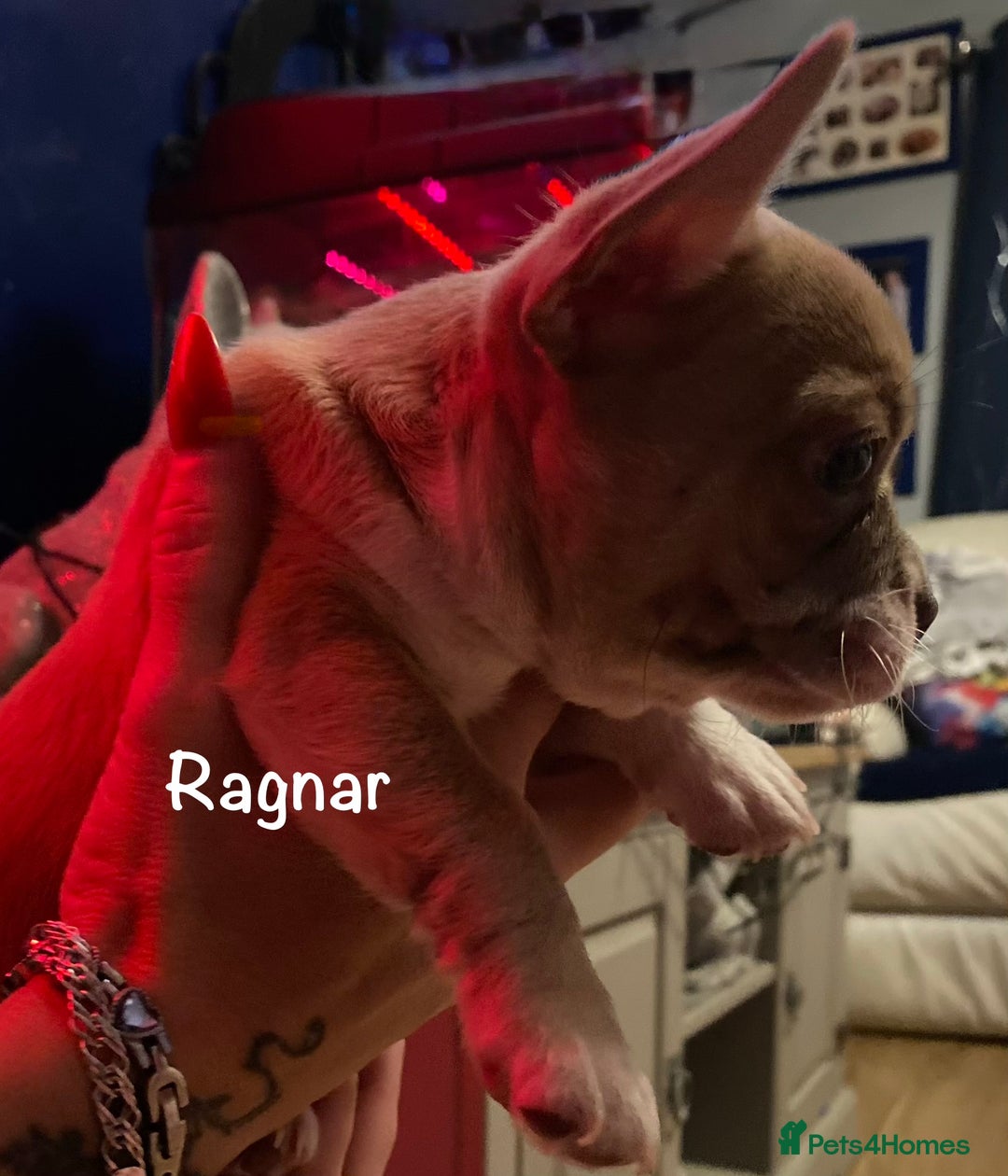 Mixed Breed dogs for sale: Adorable French Bulldog x Chihuahua Male Puppies - Image 5