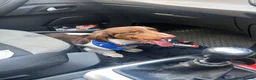 Miniature Dachshund dogs for sale: 1.5 year old male dachshund - Advert 3