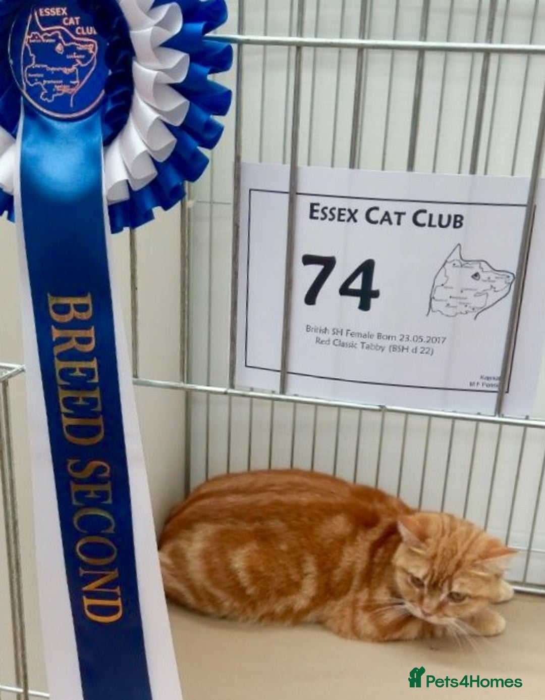 British Shorthair cats for sale: Ginger Red Pedigree girl - Advert 6