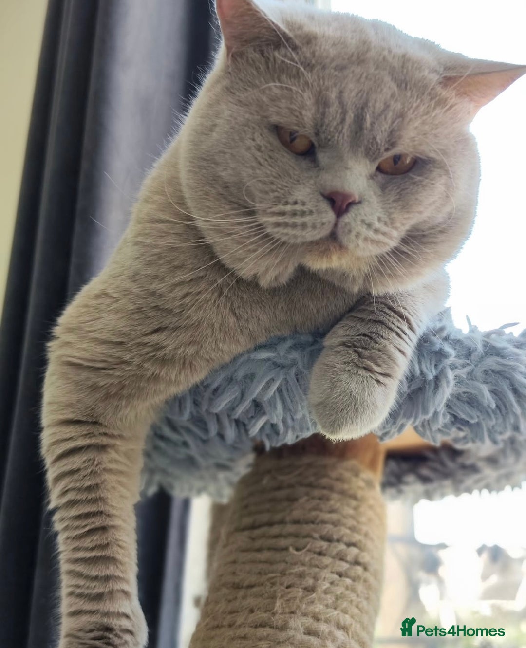 British Shorthair cats for sale: Beautiful Lilac British Shorthair Male Kitten - Advert 6