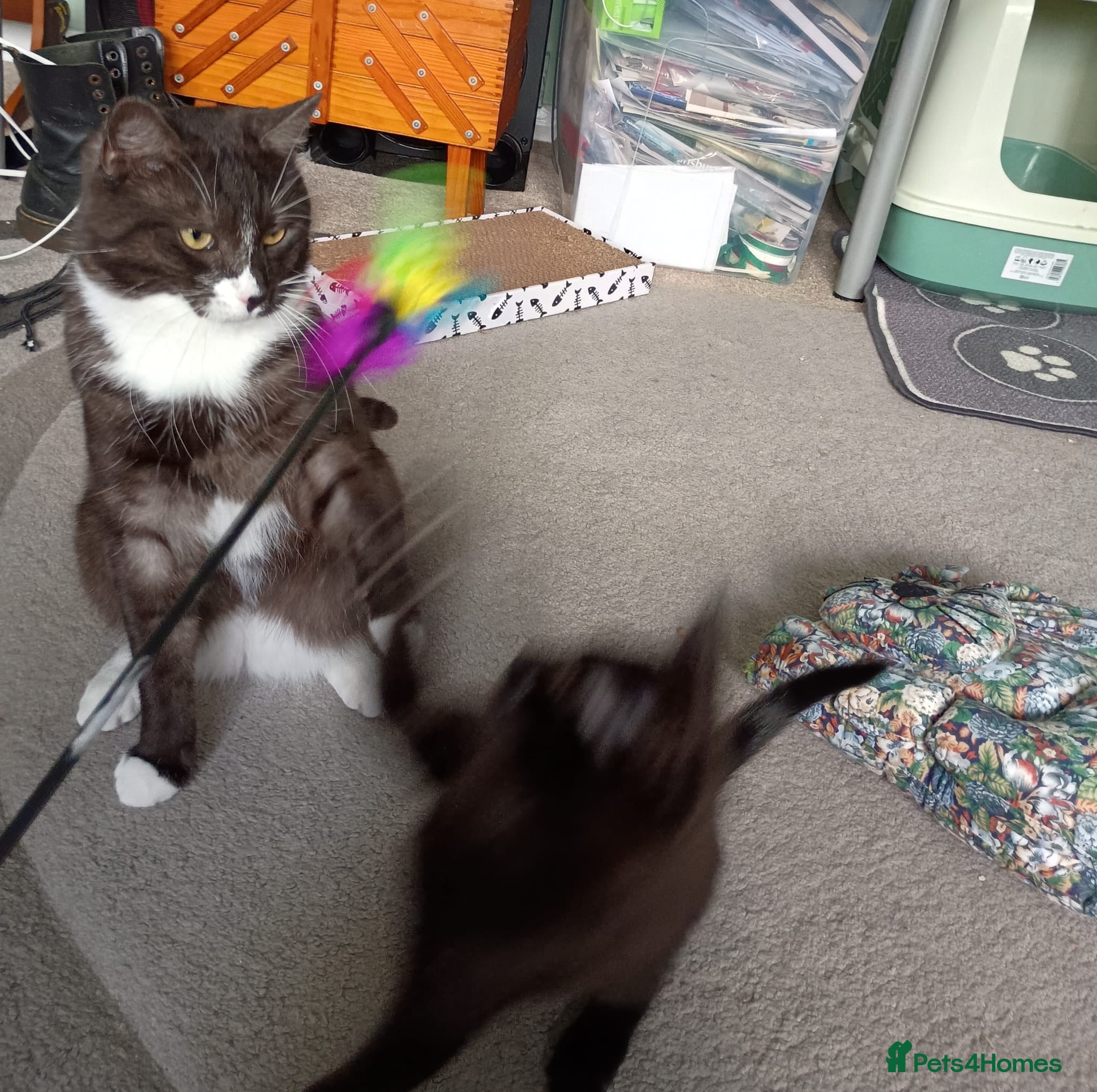 Mixed Breed cats Moro  - Advert 3