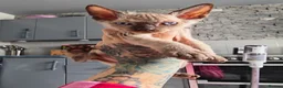 Mixed Breed cats for sale: Stunning sphynx x ragdoll kittens  - Advert 19