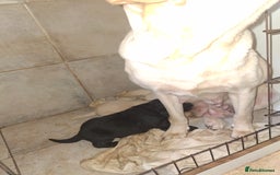 Labrador Retriever dogs for sale: Fifth generation pedigree pups  - Image 15