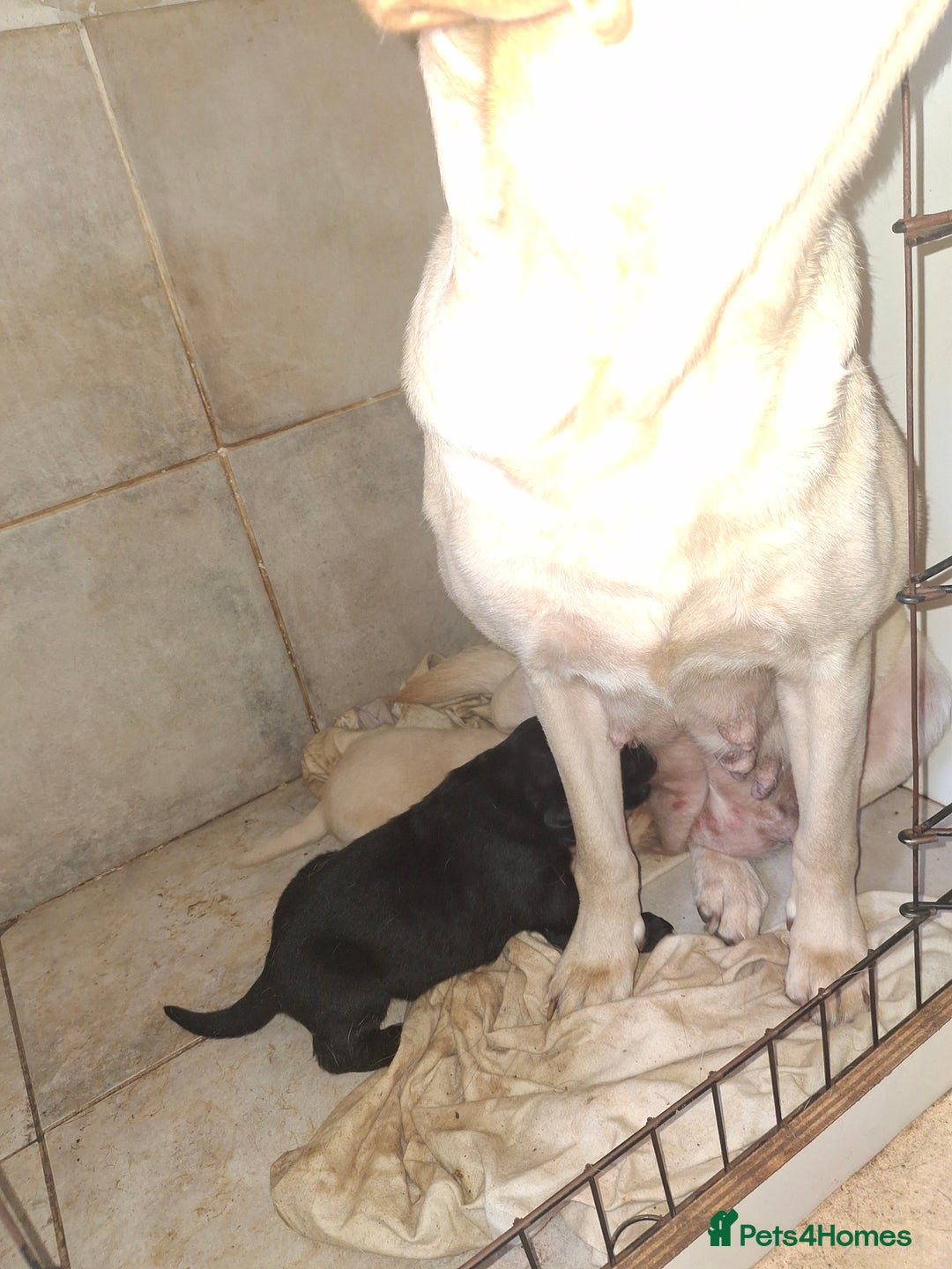 Labrador Retriever dogs for sale: Fifth generation pedigree pups  - Image 15