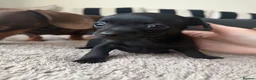 Chiweenie dogs for sale: Miniature Dachshund x Chihuahua  - Advert 9