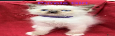 Ragdoll 7