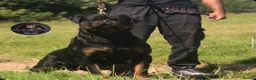 Rottweiler dogs for stud: Top KC Registered Rottweiler Stud Simba - Advert 3