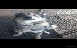 Mixed Breed dogs for sale: German shepherd x malamute  - Image 2