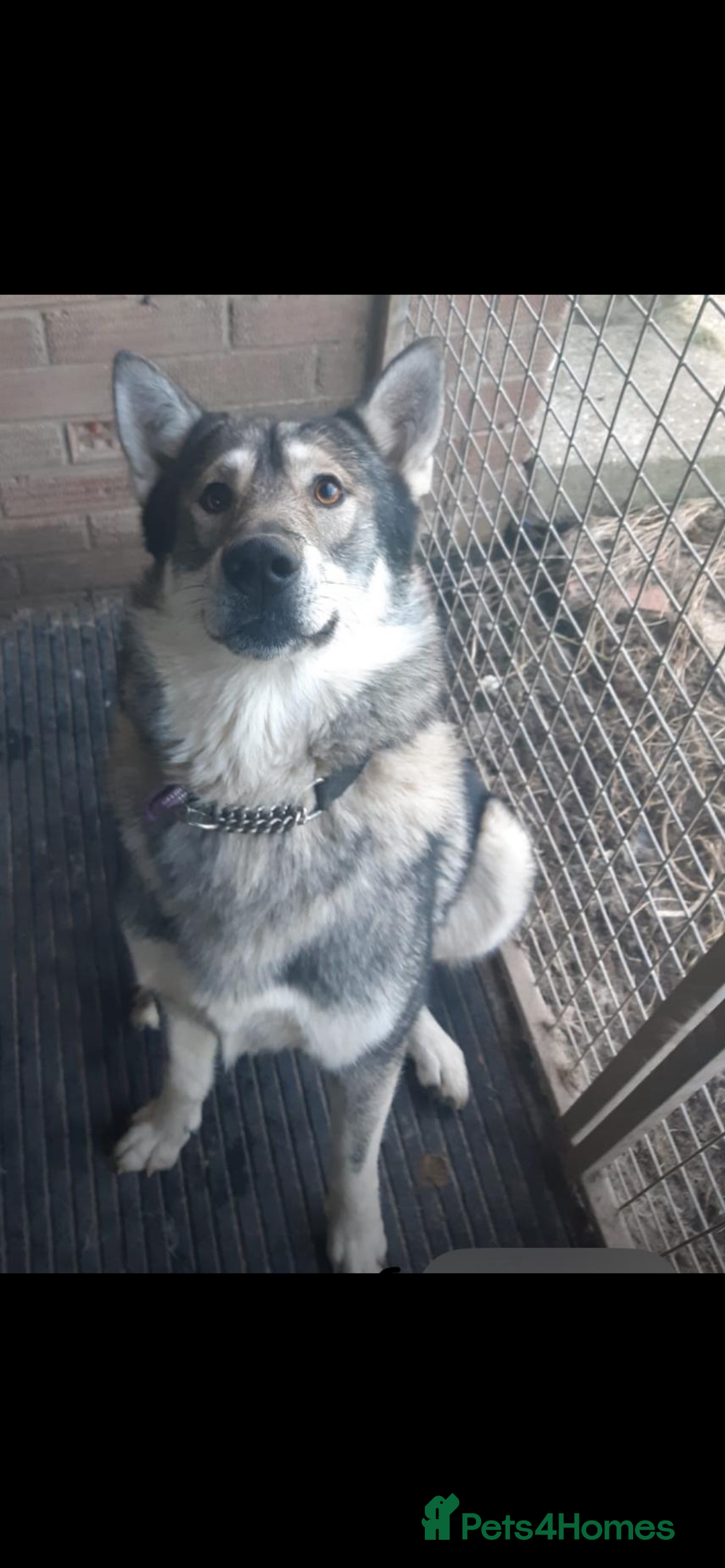 Mixed Breed dogs for sale: German shepherd x malamute  - Image 2