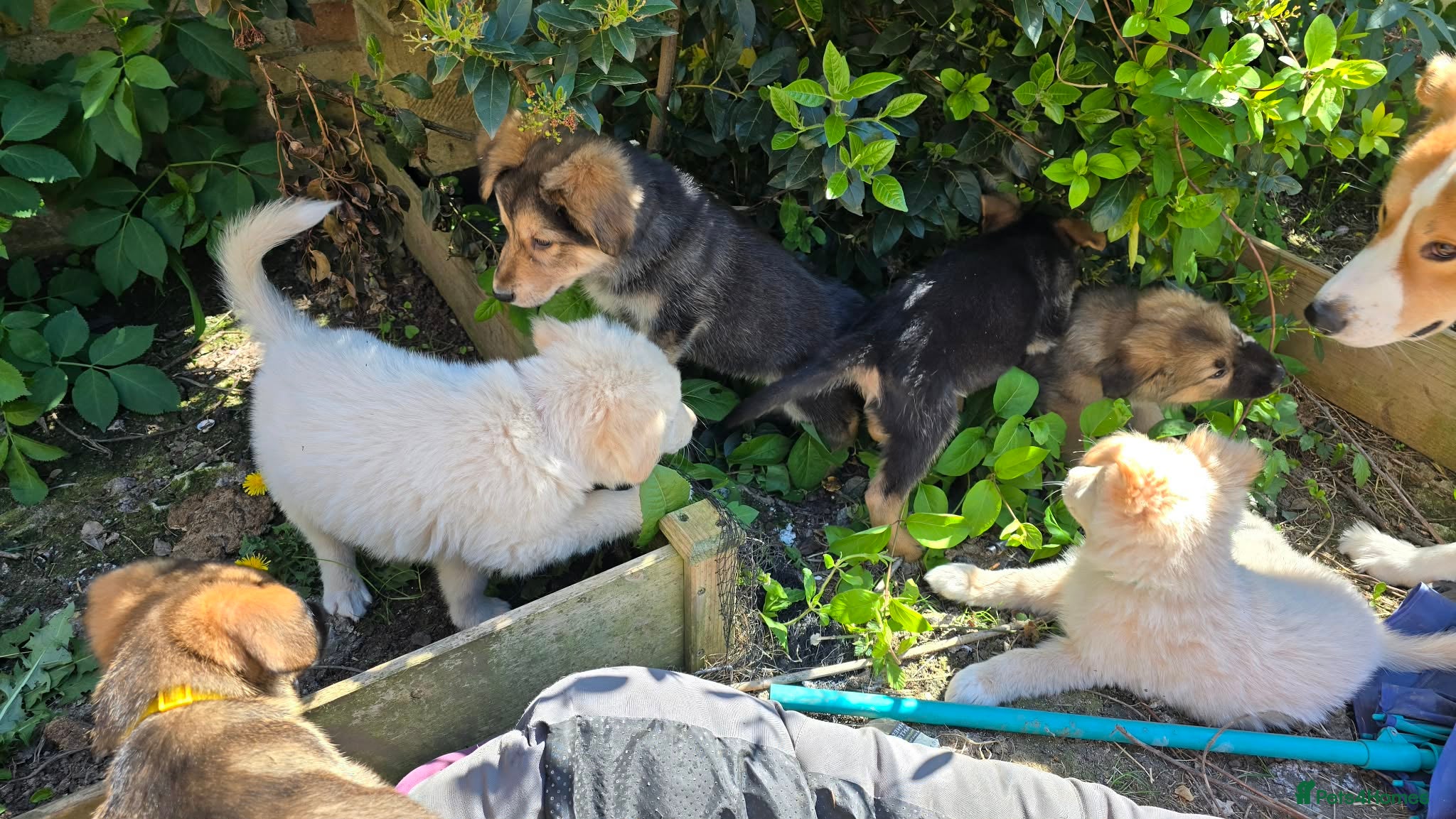 Mixed Breed dogs Beautiful females - Advert 1