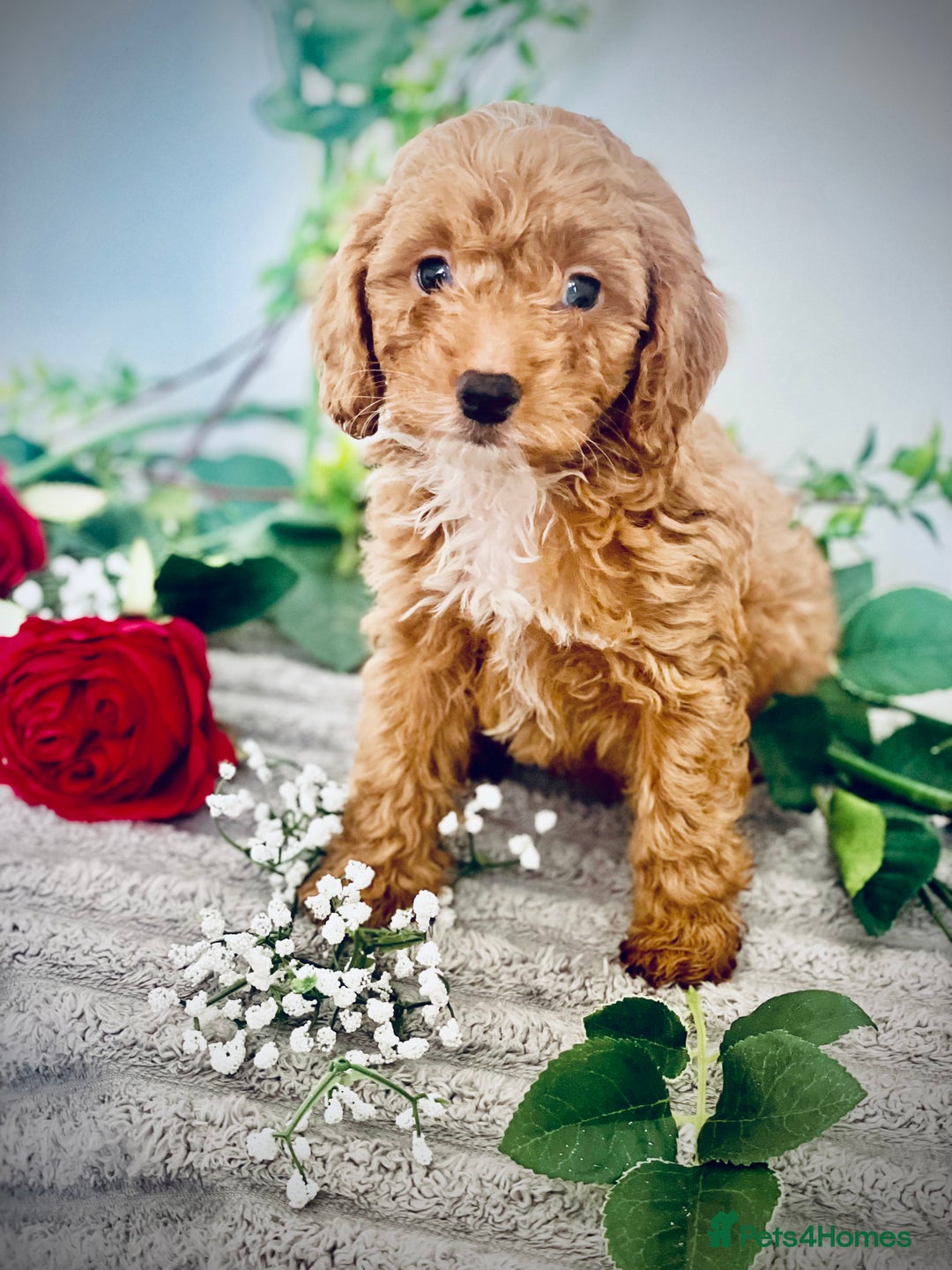 Cavapoo dogs for sale: 🐶 Beautiful F1B Cavapoo Puppies for Sale 🐶 - Image 30