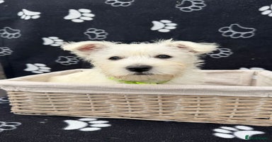 West Highland Terrier dogs - Advert 6