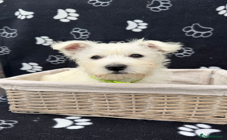 West Highland Terrier dogs - Advert 1