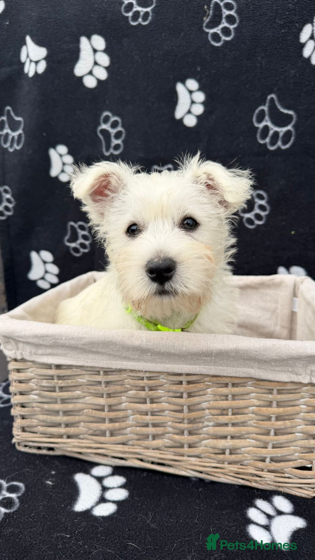 West Highland Terrier dogs for sale: West White Highland Terrier - KC registered  - Image 3