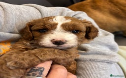 Cavapoo dogs for sale: Mr cavapoo F1B  - Image 14