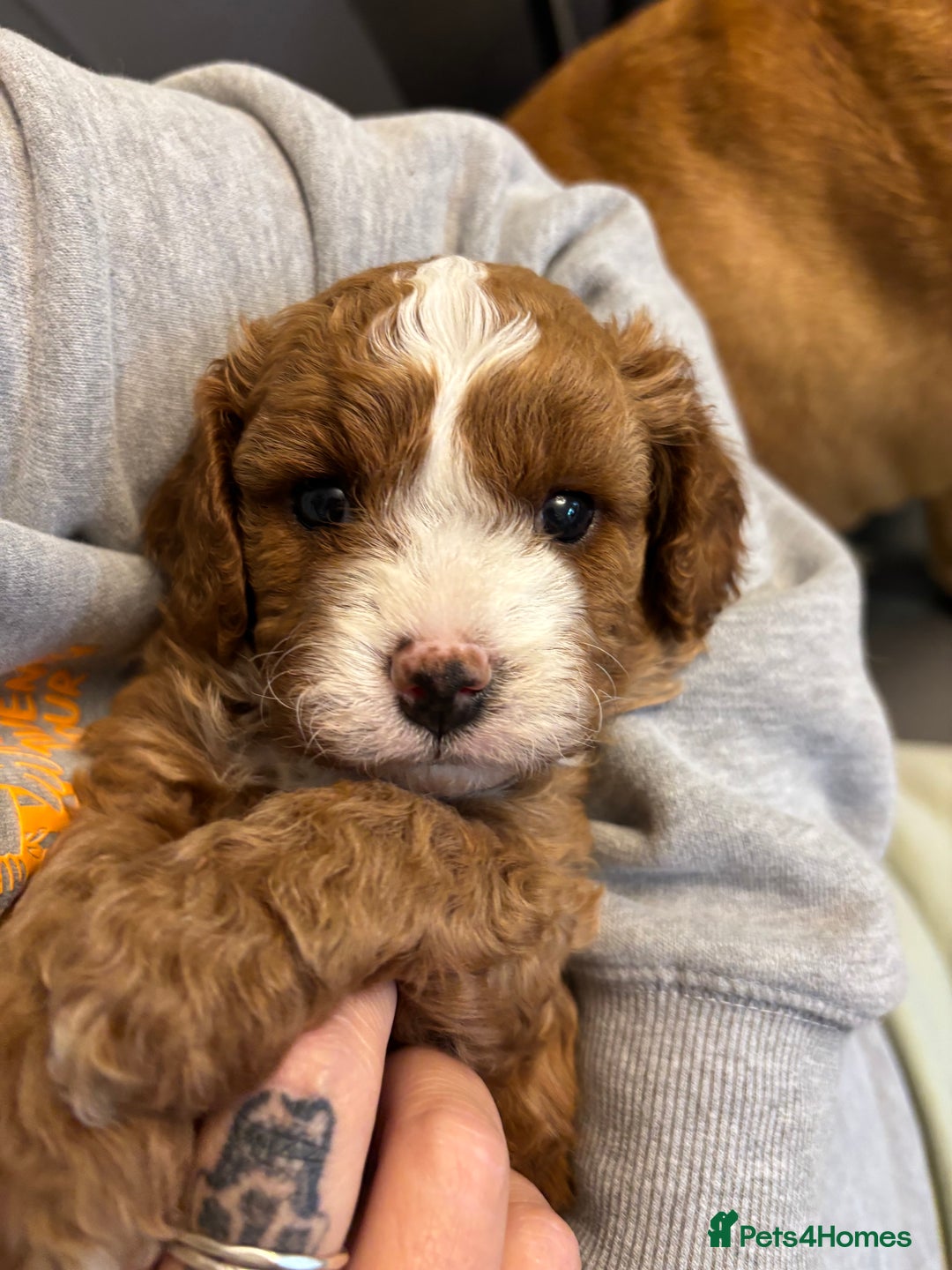 Cavapoo dogs for sale: Mr cavapoo F1B  - Image 14