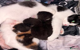 Mixed Breed cats for sale: 3 beautiful kittens for sale - Image 7