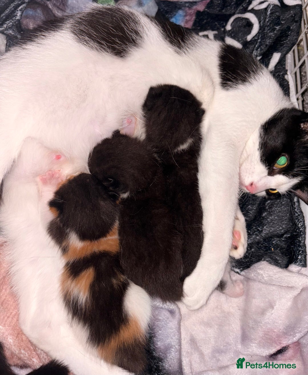 Mixed Breed cats for sale: 3 beautiful kittens for sale - Image 7
