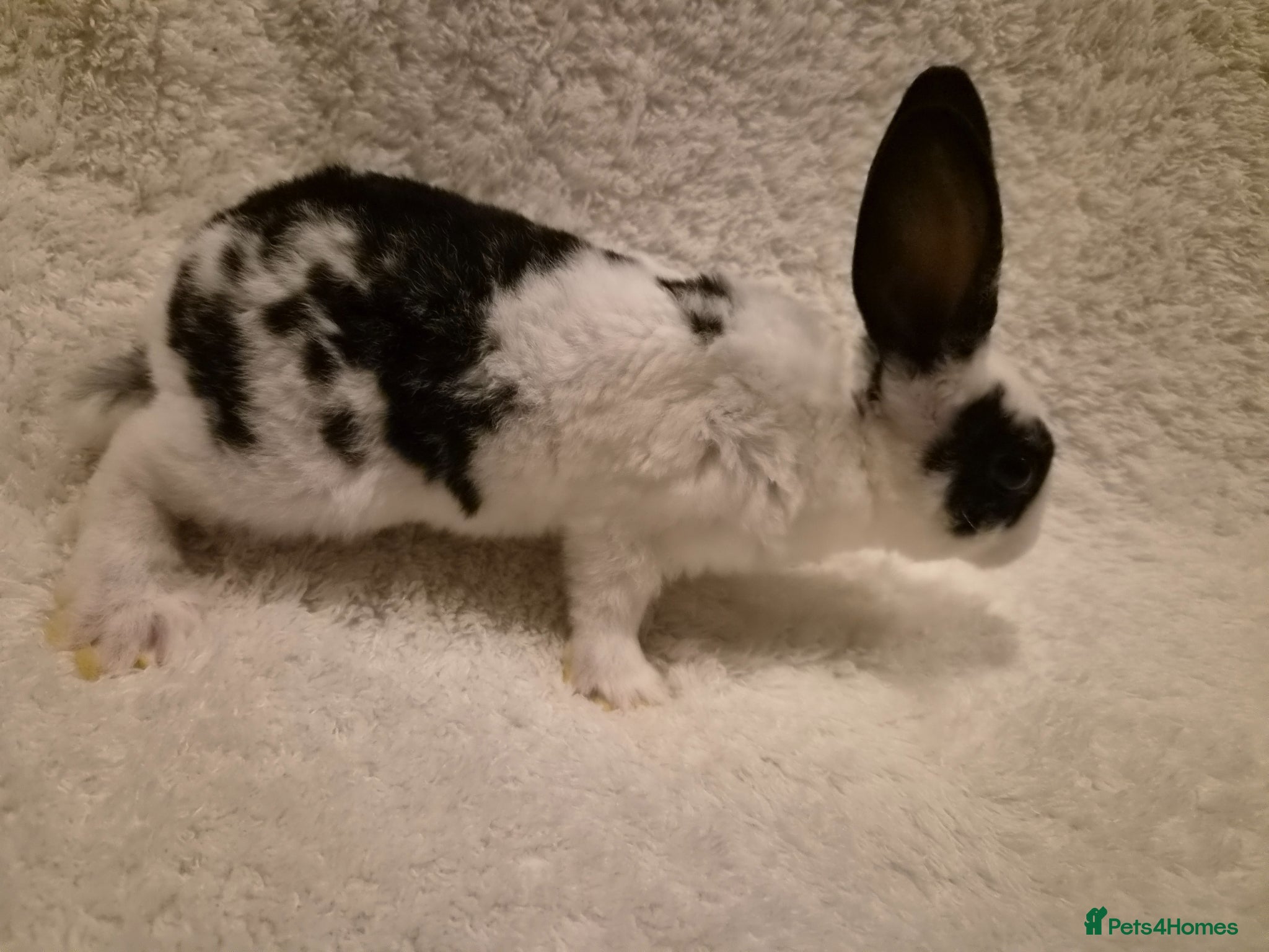 Rex rabbits 4 rex rabbits for sale  - Advert 2