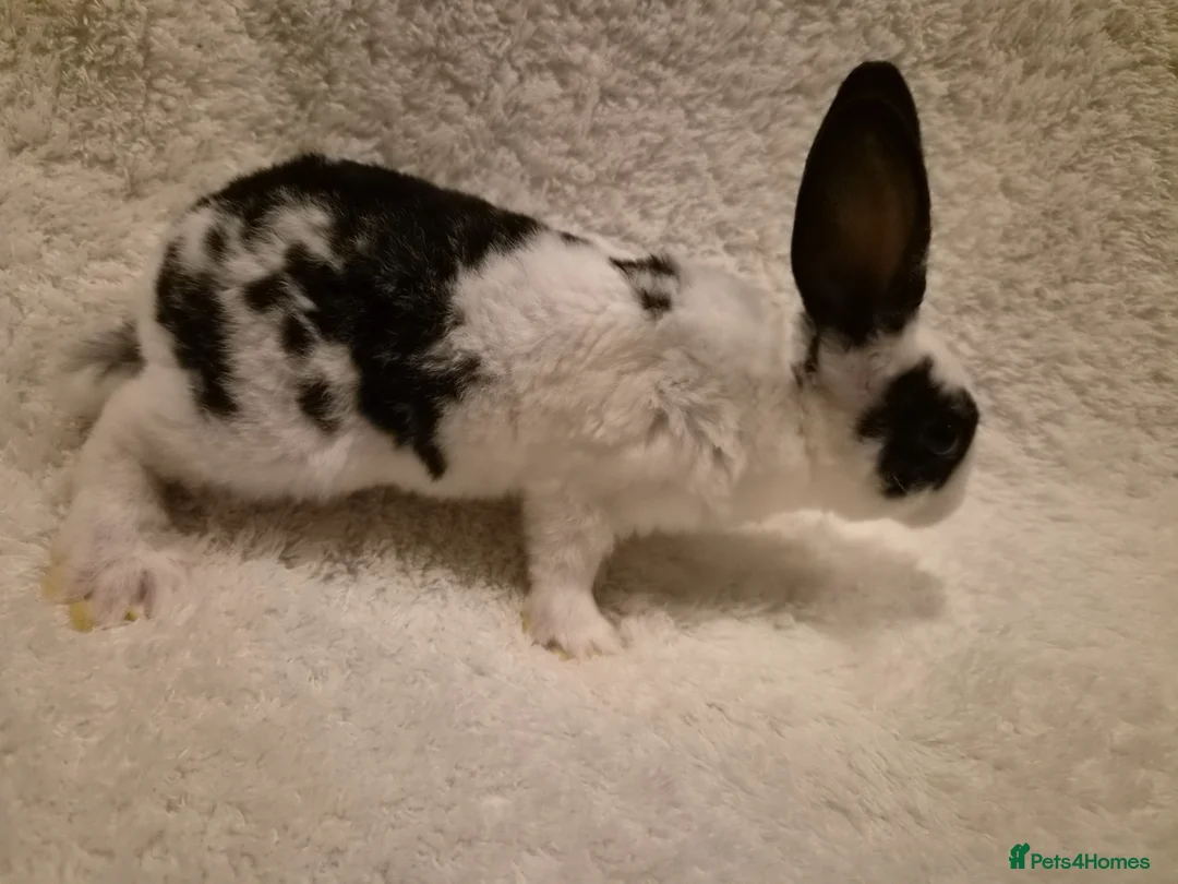 Rex rabbits for sale: 4 rex rabbits for sale  - Advert 2