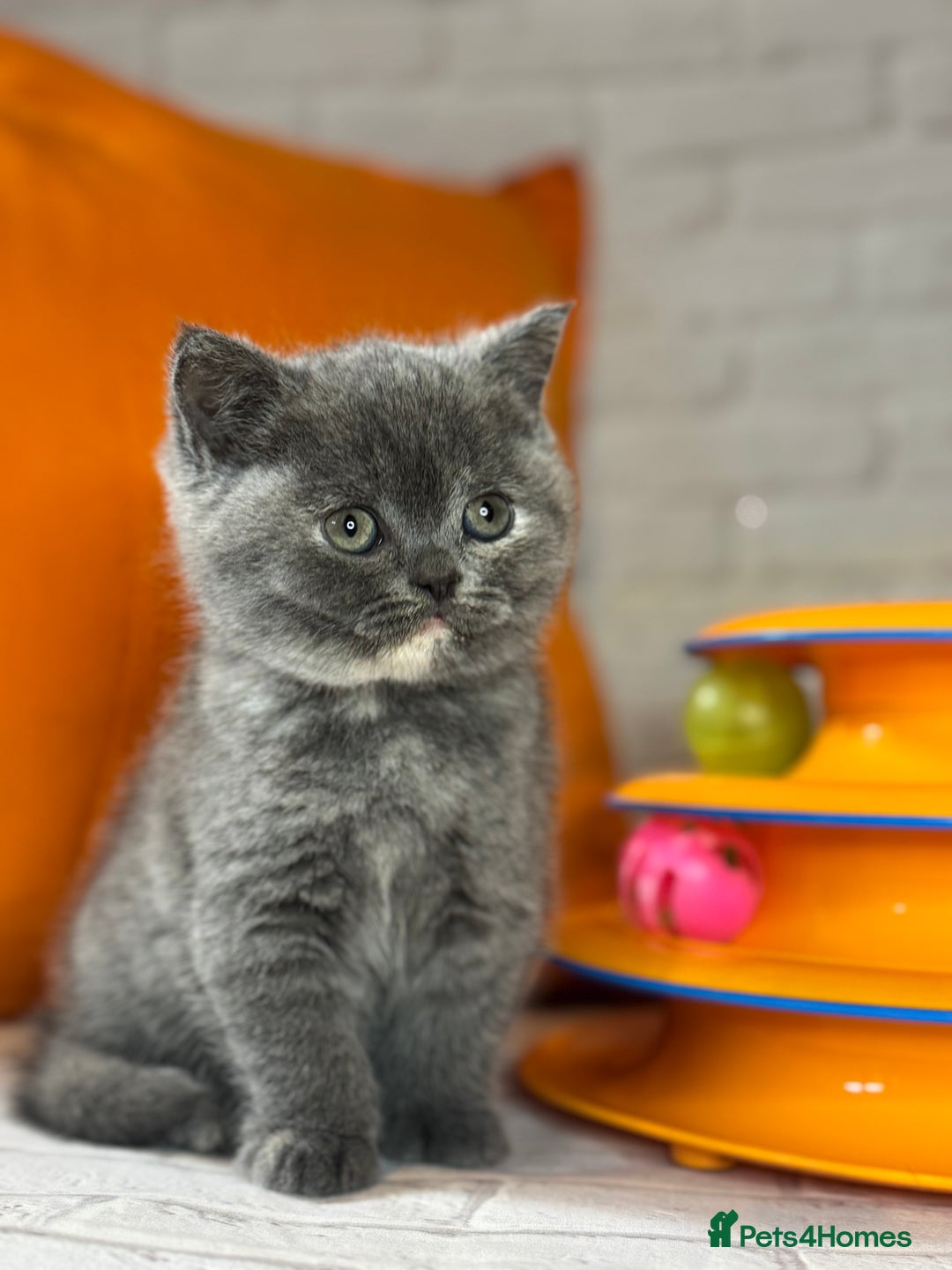 British Shorthair cats for sale: British Shorthair Kittens blue tortie  - Advert 19