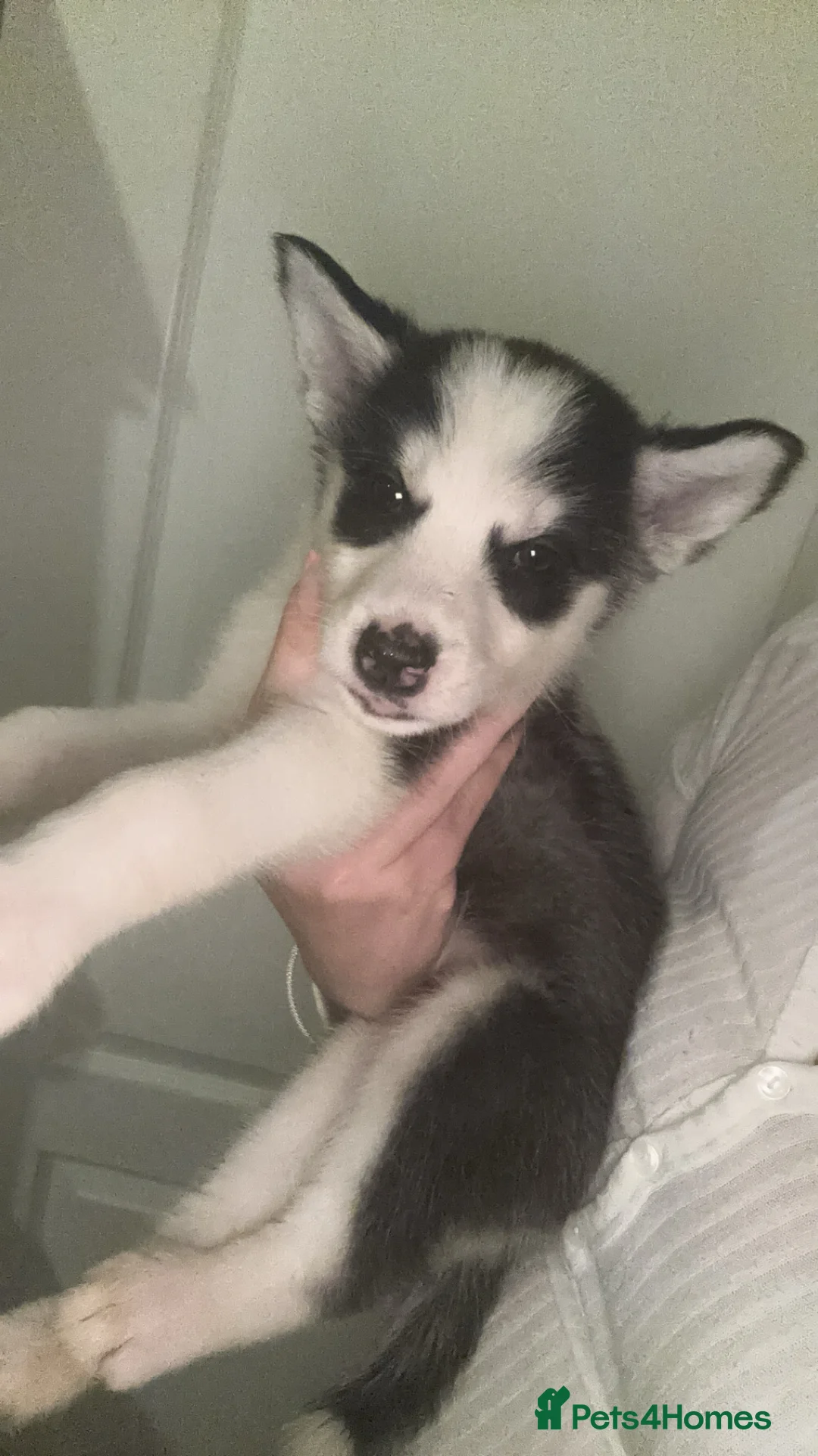 Siberian Husky dogs for sale: 6 beautiful Siberian husky’s🩷 - Advert 4