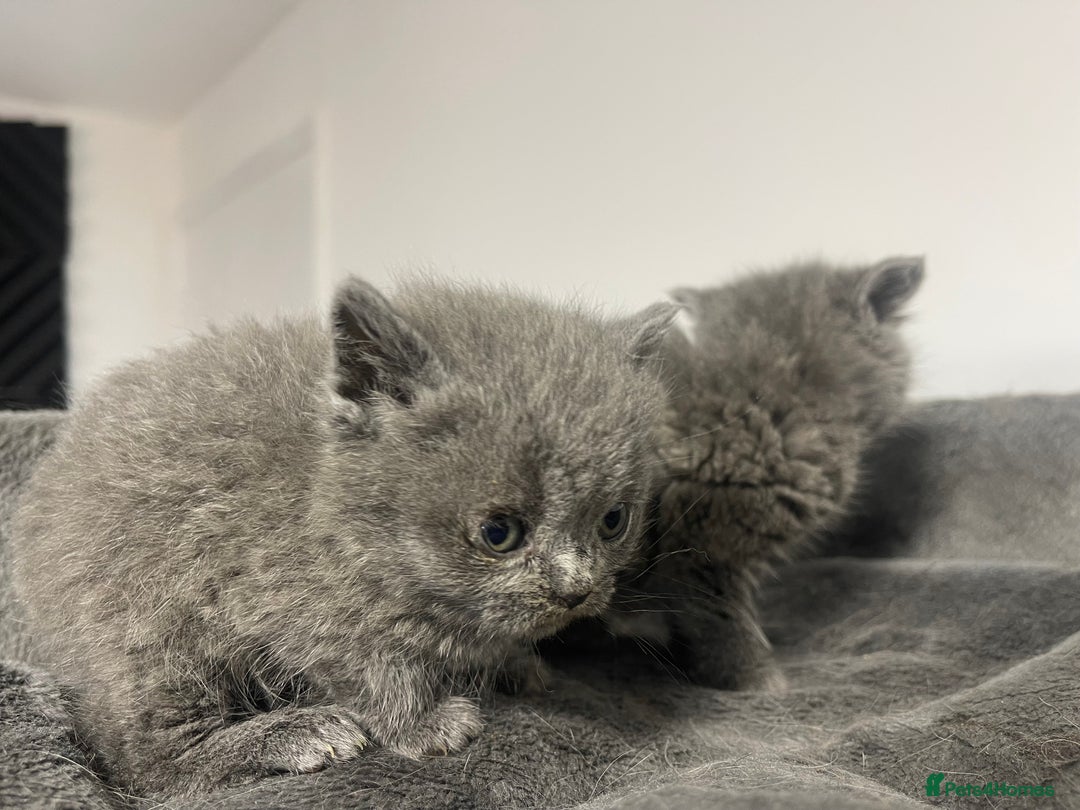 British Shorthair cats for sale: 2 british blue shorthair boys - Advert 8