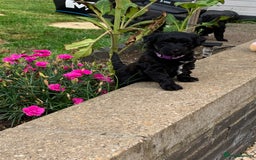 Schnoodle dogs for sale: LAst GIRL REDUCED READY NOW  - Image 28
