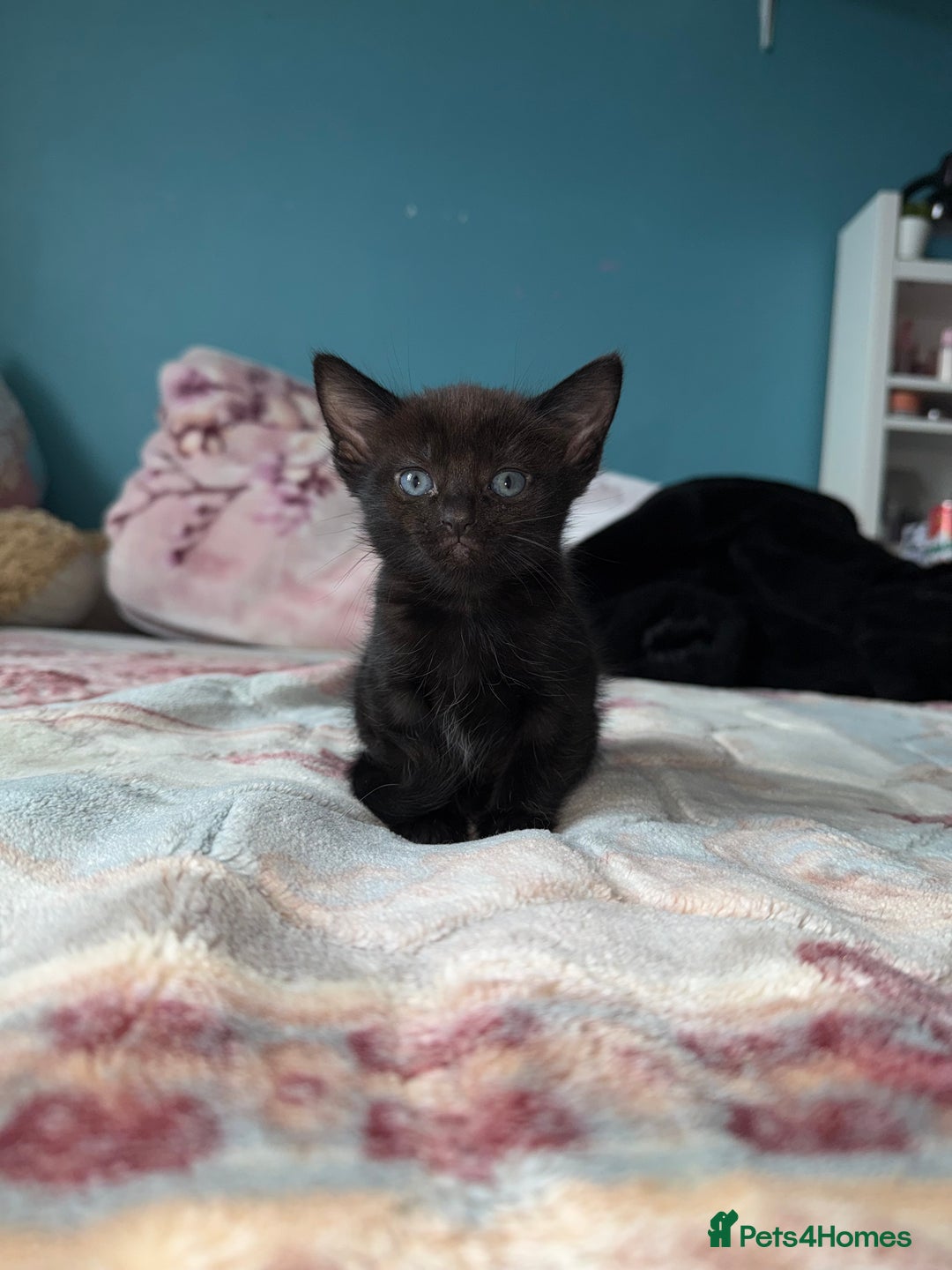 Mixed Breed cats for sale: 2 kittens! - Image 5