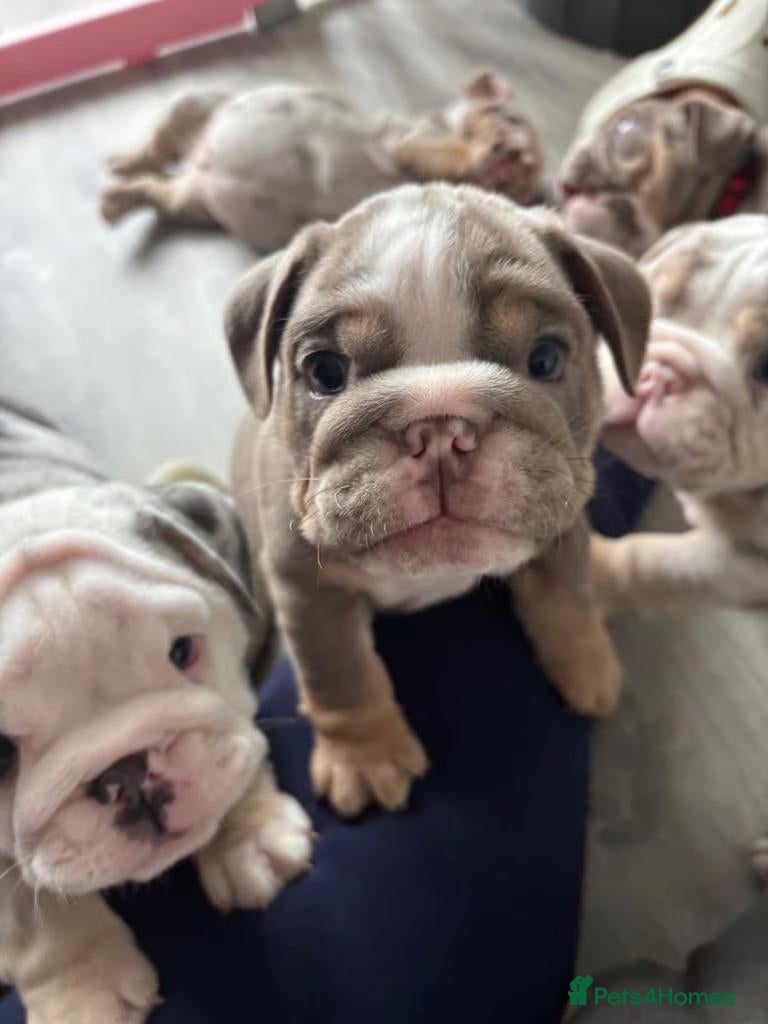 English Bulldog dogs Beautiful Colours,  & Loving Personalities - Advert 3