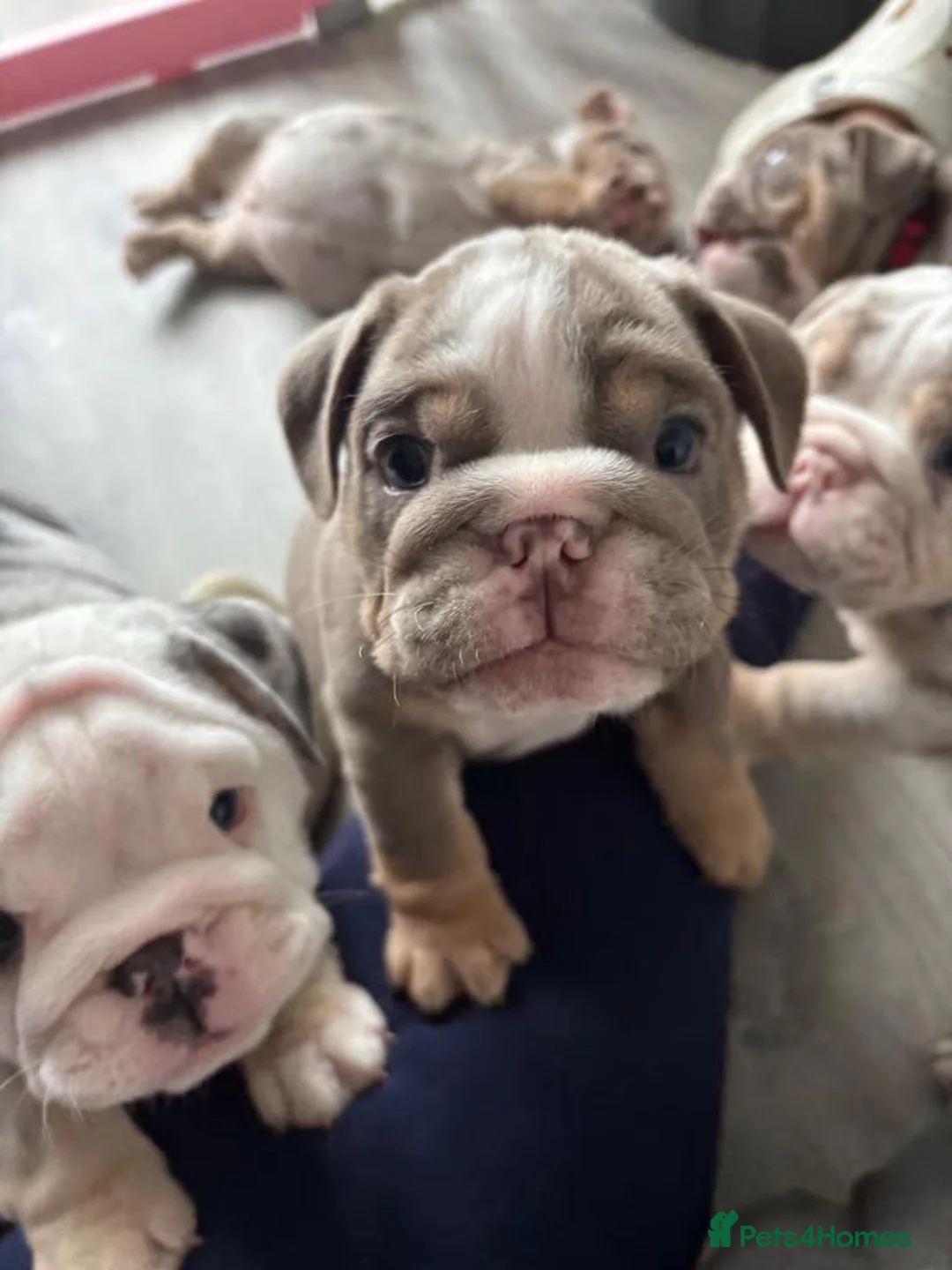 English Bulldog dogs for sale: Beautiful Colours,  & Loving Personalities - Advert 1