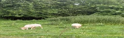 Sheep livestock for sale: 4 Ouessant Sheep - Advert 4